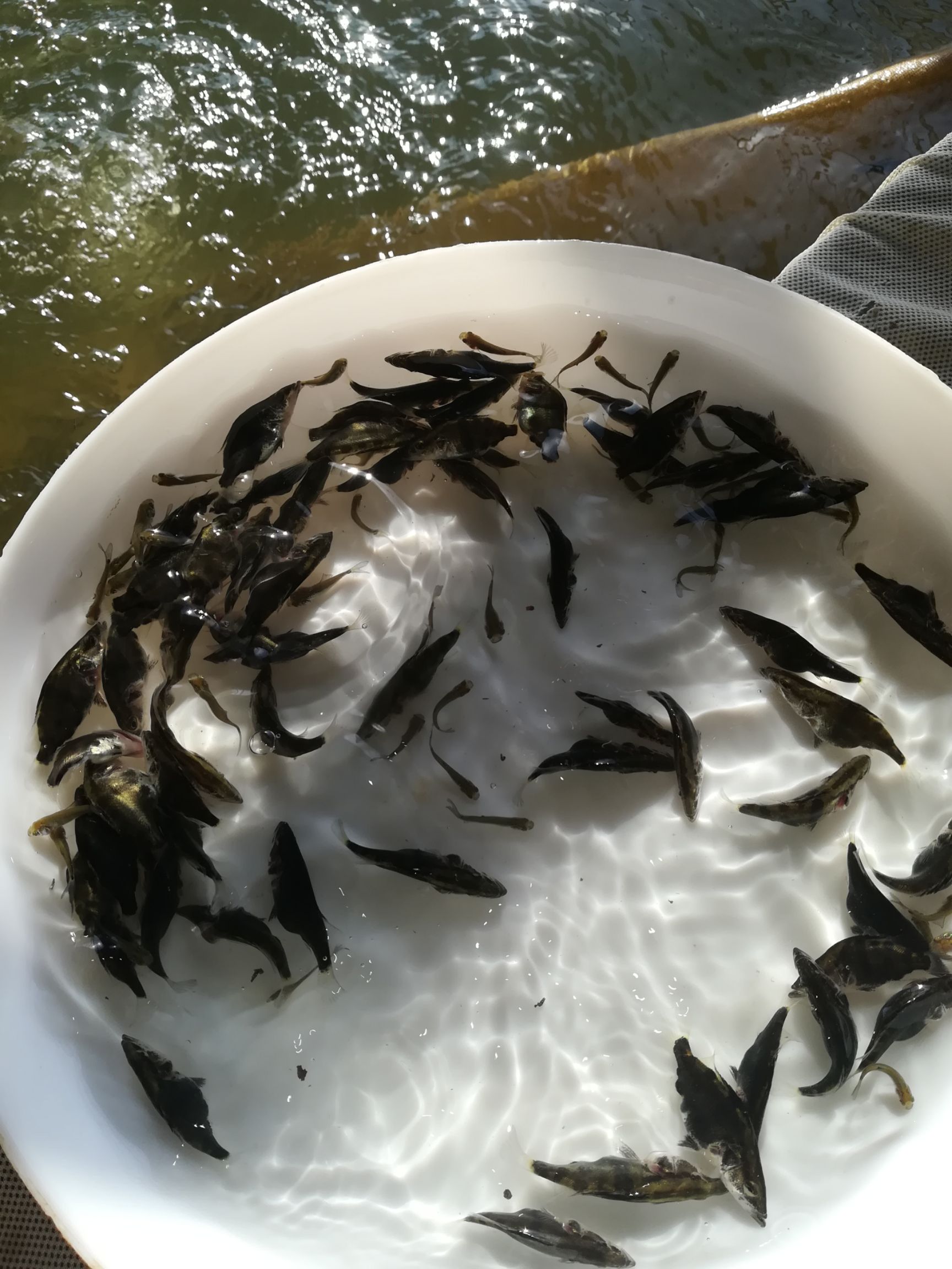 桂鱼苗 