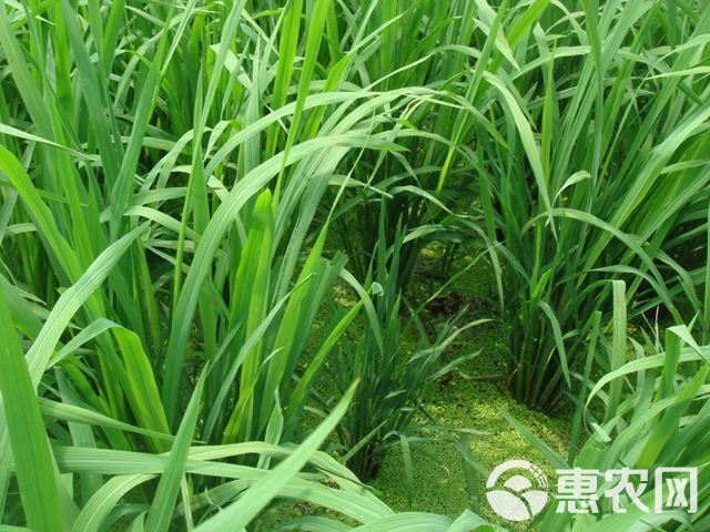  小米草养殖鱼虾蟹