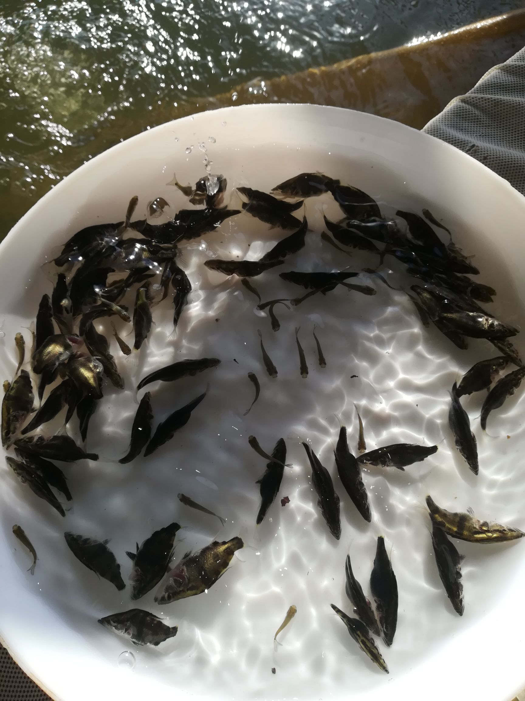 桂鱼苗 