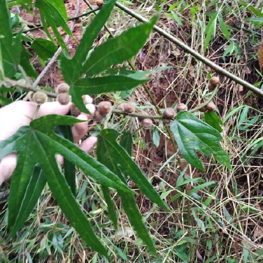 连南县五指毛桃