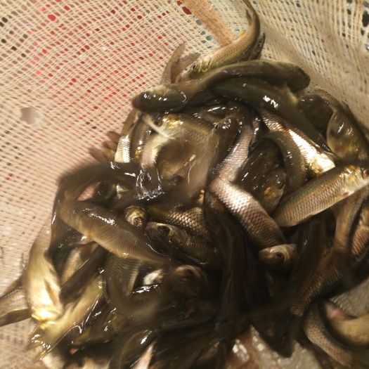 南充鲫鱼苗，
