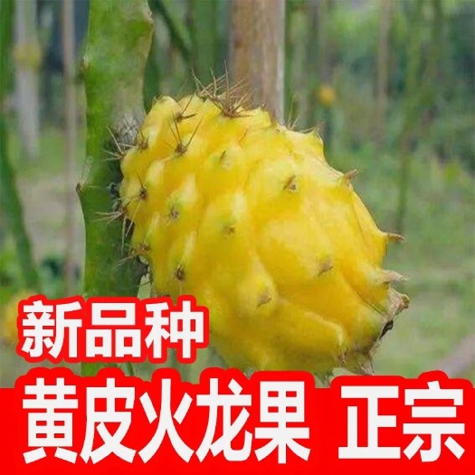 灵山县黄皮火龙果苗 