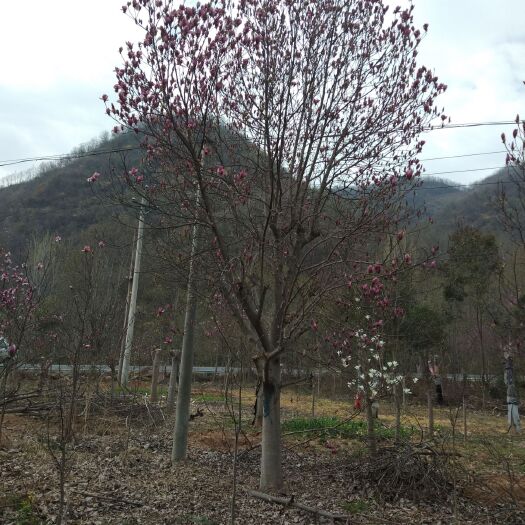 南召县红玉兰 