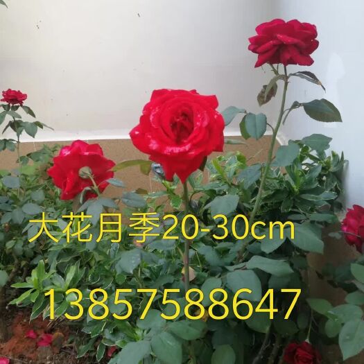 嵊州市 月季花，带你花香满园