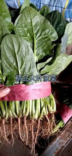邯郸大叶菠菜 20~25cm