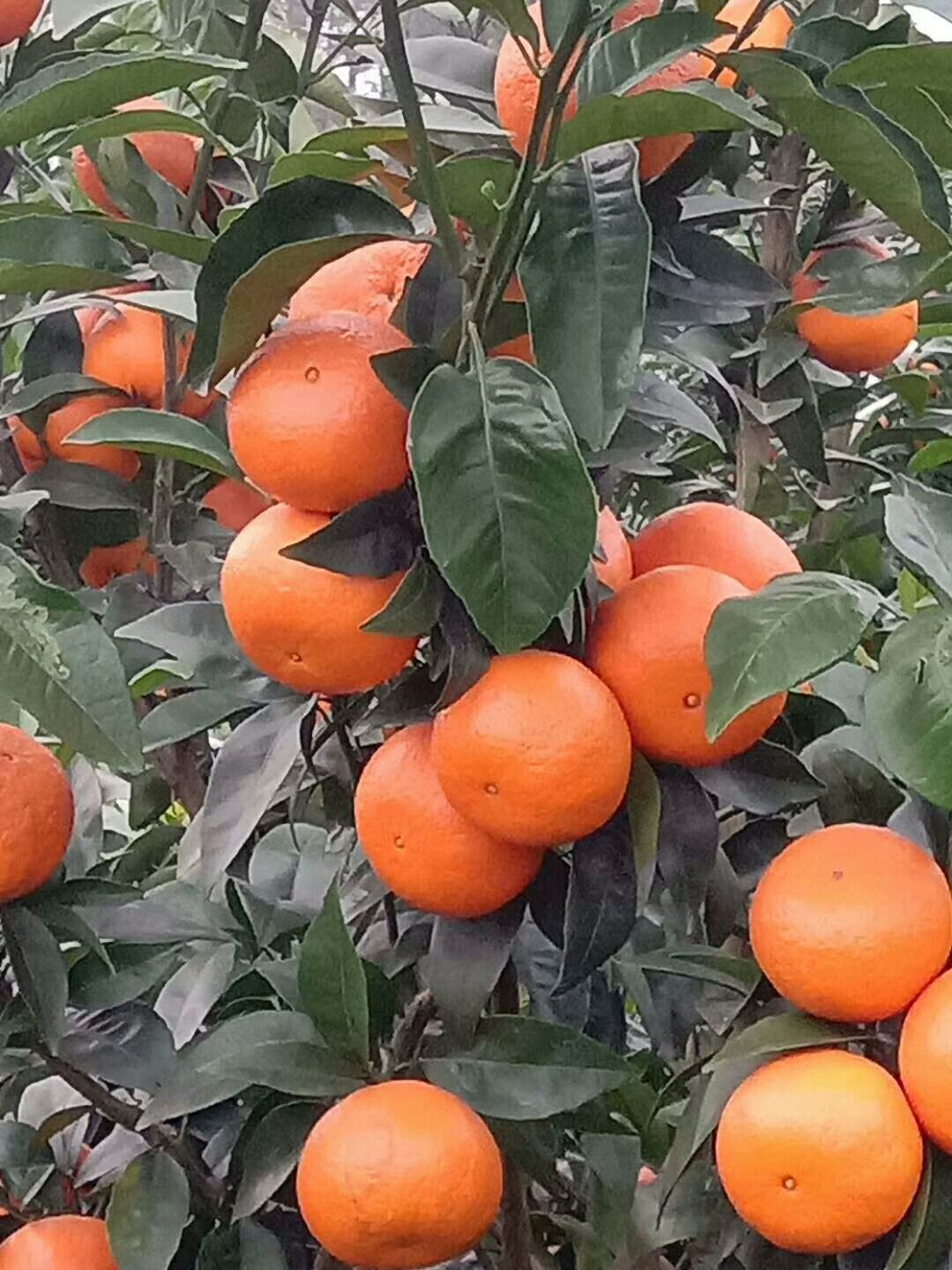 茂谷柑 统货 3两以上 