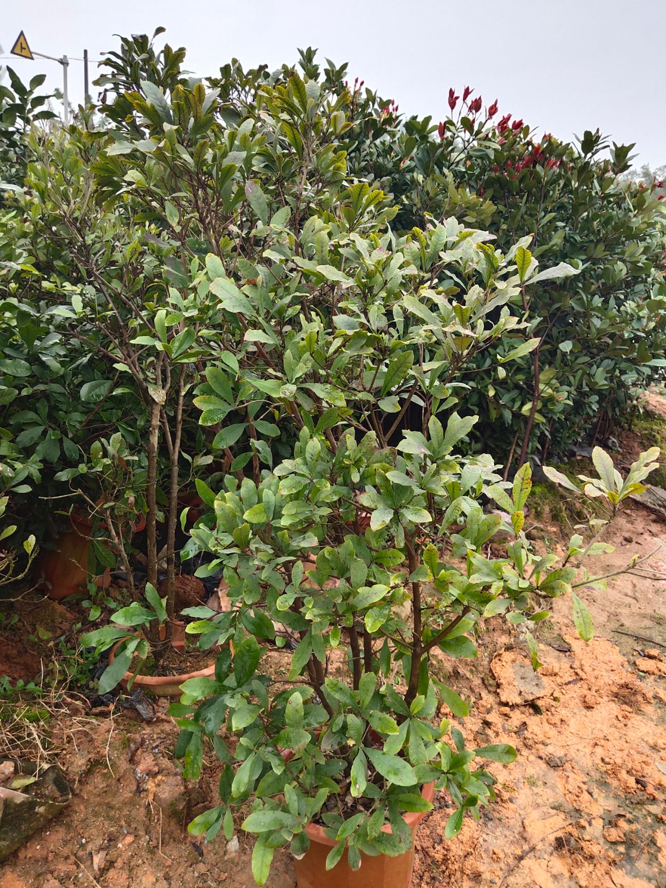神秘果苗 神秘果树苗四季开花变味果庭院种植阳台盆栽