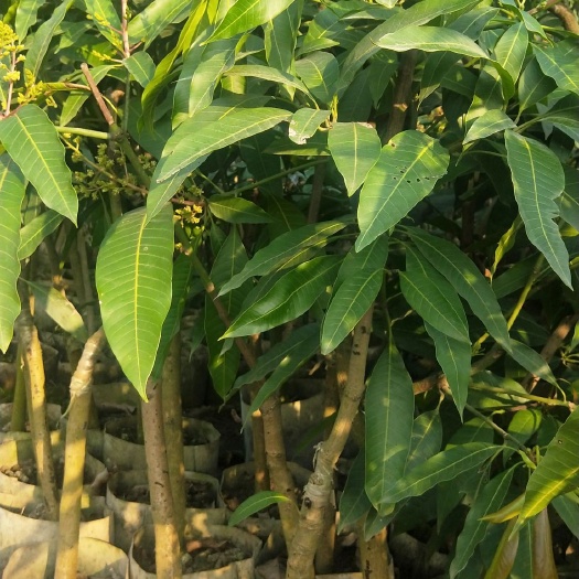 元江县桂七芒果苗 