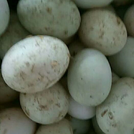 乐平市土鸭蛋 散装 食用