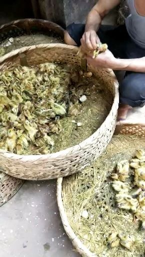 衡阳蛋鸭苗