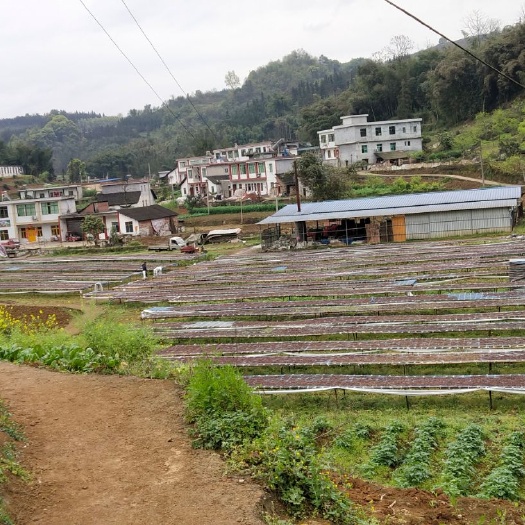珙县高山蕨菜 干货 