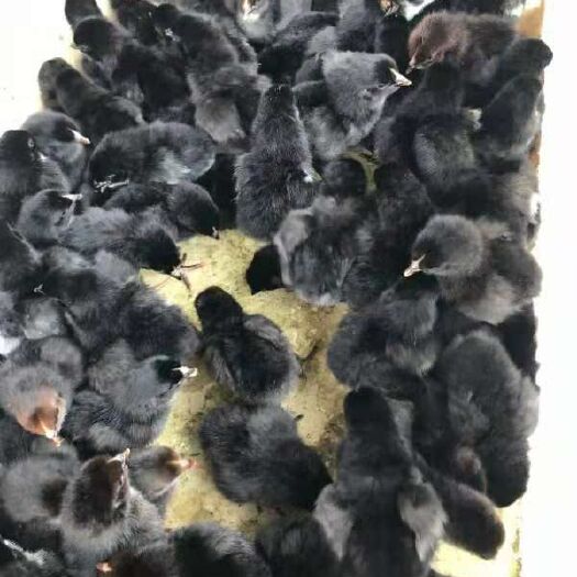 南宁五黑一绿鸡苗 