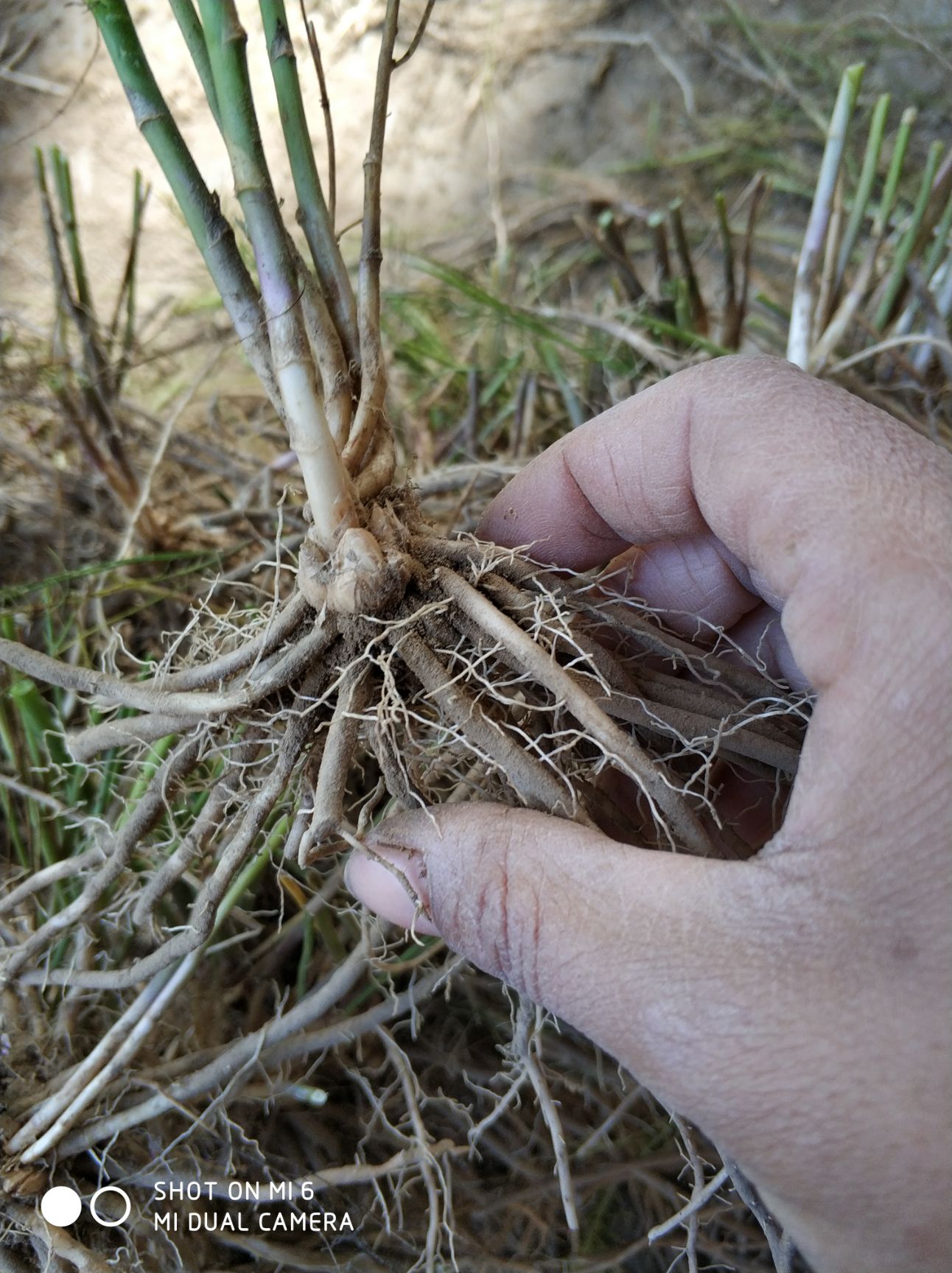 芦笋根  优质 现挖发货 大田地栽种，芦笋小苗栽种