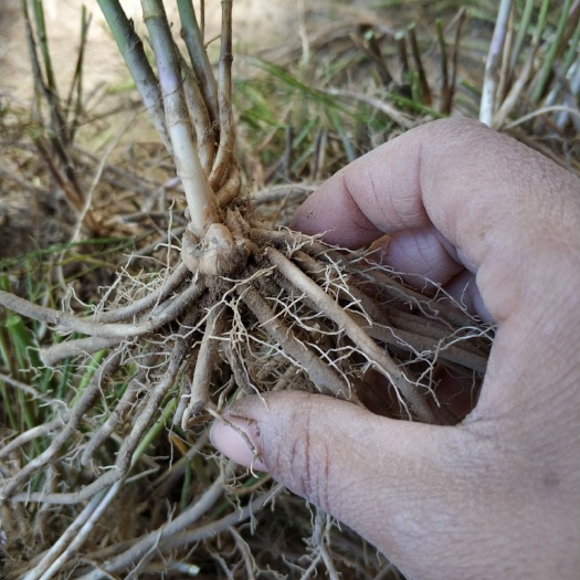 曹县芦笋根  优质 现挖发货 大田地栽种，芦笋小苗栽种