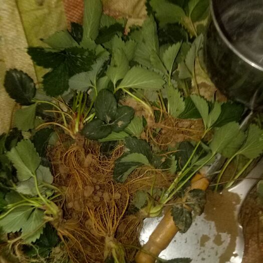 襄樊牛奶草莓苗 10~20公分 地栽苗 
