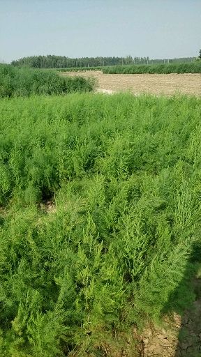 芦笋根  优质 现挖发货 大田地栽种，芦笋小苗栽种