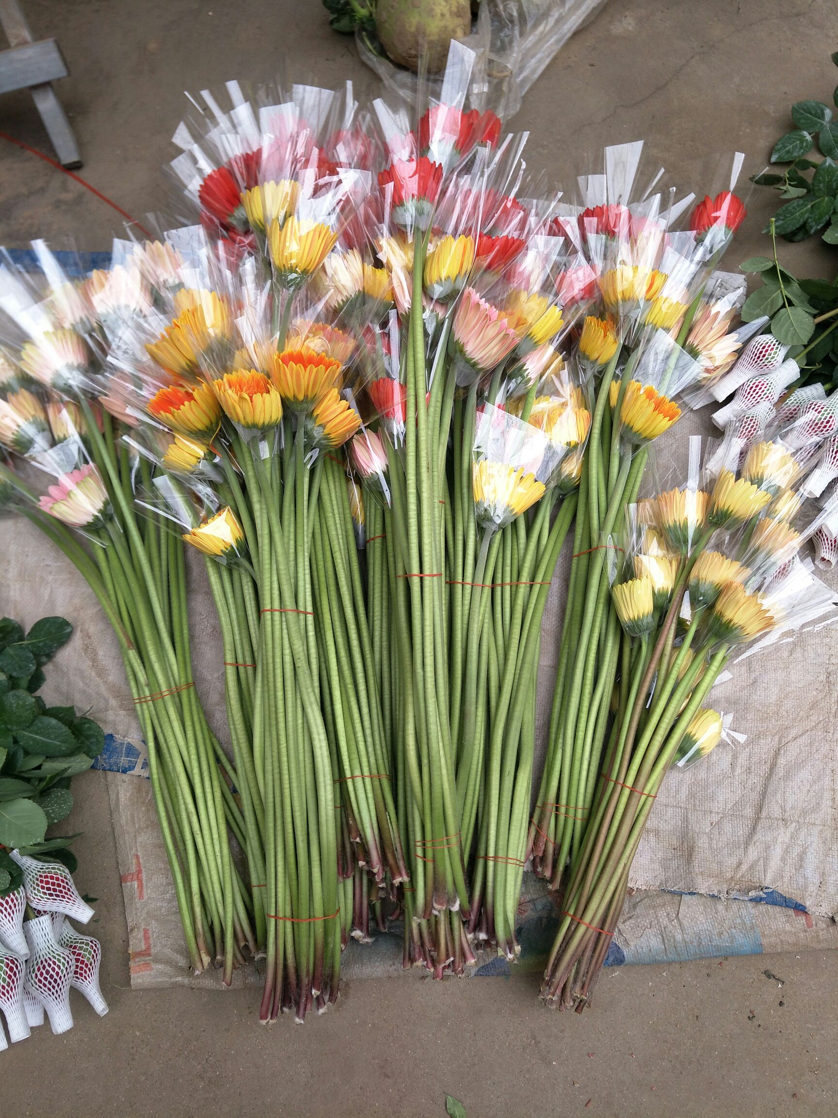 非洲菊