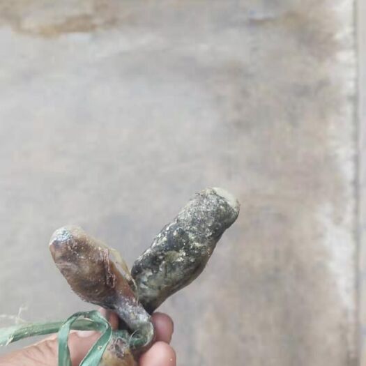 昌宁县猪宝 
