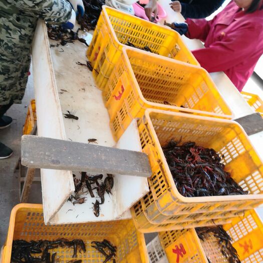 江陵县潜江小龙虾 4-6钱 人工养殖 