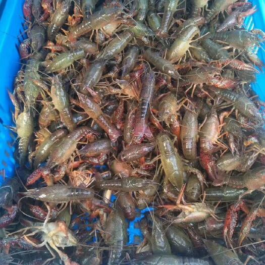 沭阳县清水小龙虾 3-5钱 人工养殖 