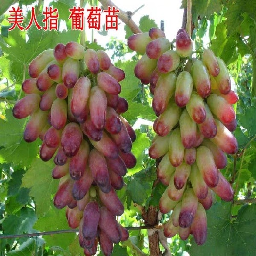 平邑县美人指葡萄苗  2年苗，口感很好
