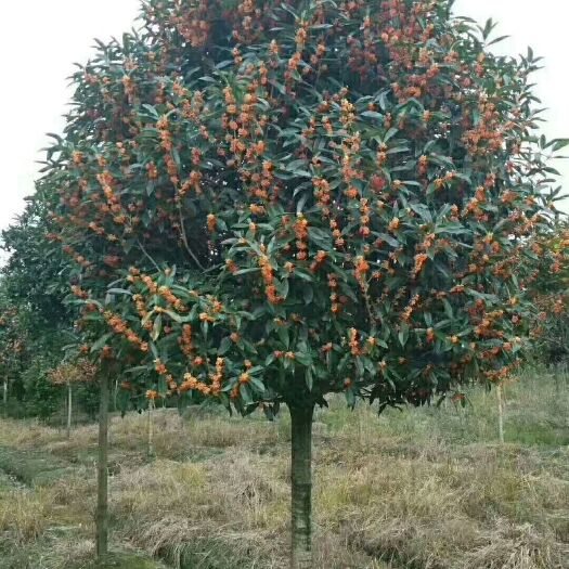 状元红桂花树