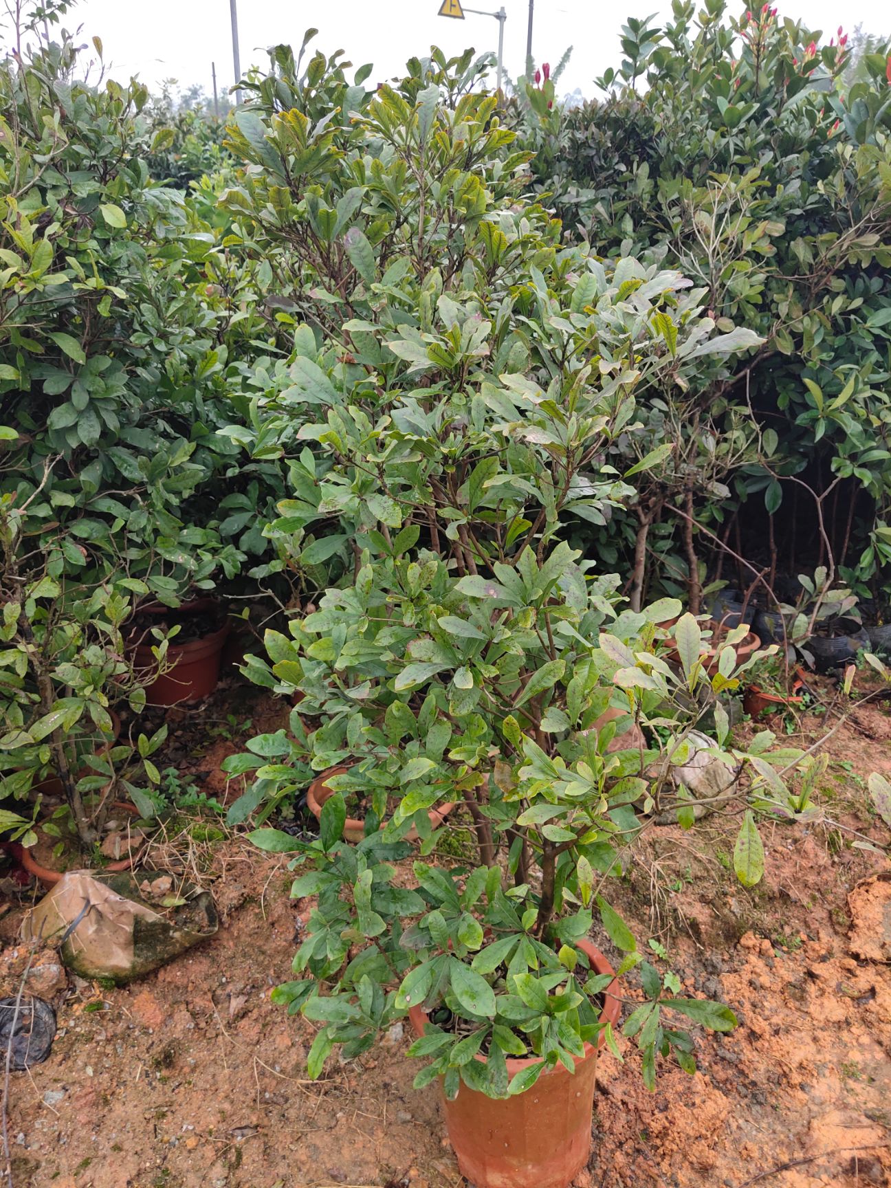 神秘果苗 神秘果树苗四季开花变味果庭院种植阳台盆栽