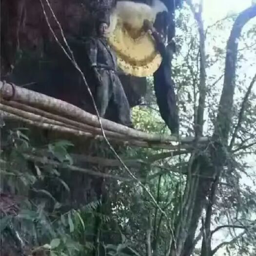 弥勒市野生蜂蜜 玻璃瓶装 2年以上  