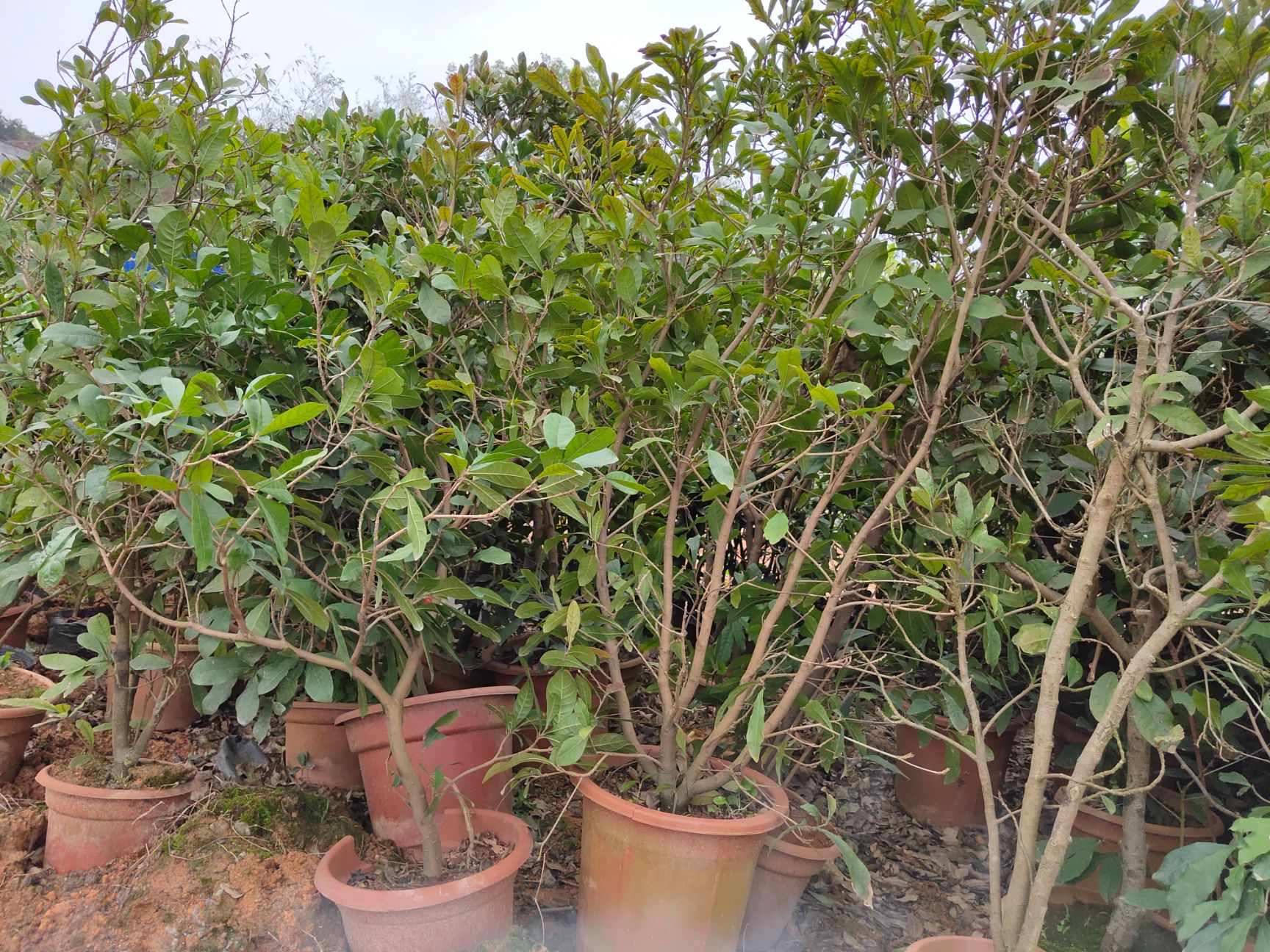 神秘果苗 神秘果树苗四季开花变味果庭院种植阳台盆栽