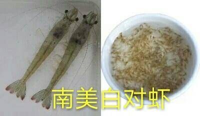 广州对虾苗