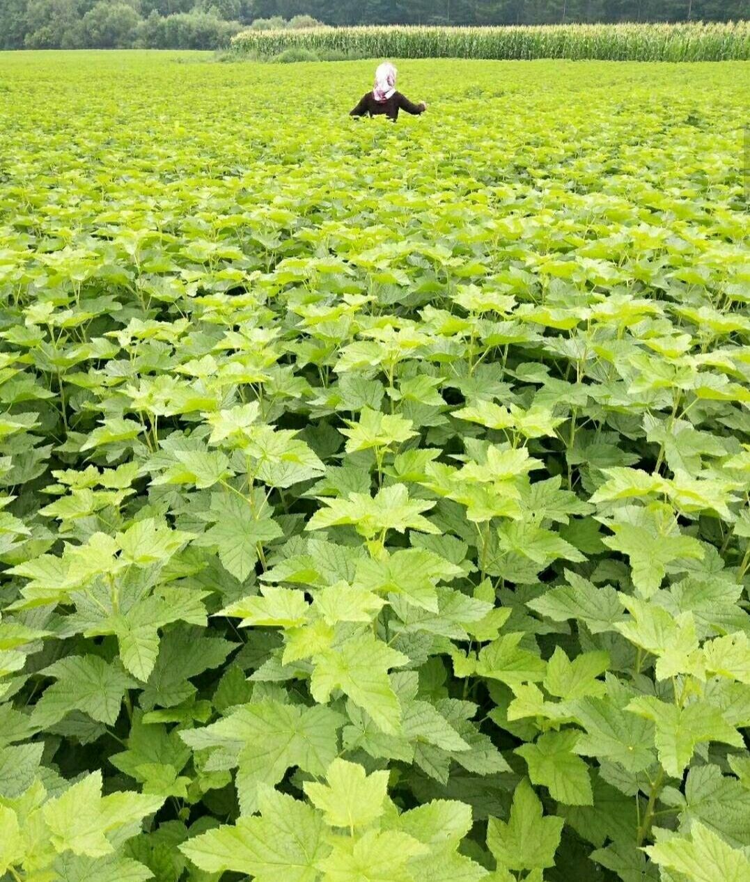 详情 黑加仑树葡萄果树苗紫莓黑莓黑加仑苗醋栗苗黑豆苗南方北方种值