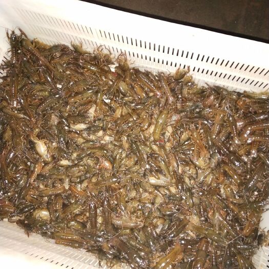 洪湖市洪湖小龙虾 2钱以下 稻田虾