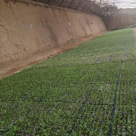 永宁县线椒苗  8～10片真叶 西红柿，西瓜，茄子苗子批发零售