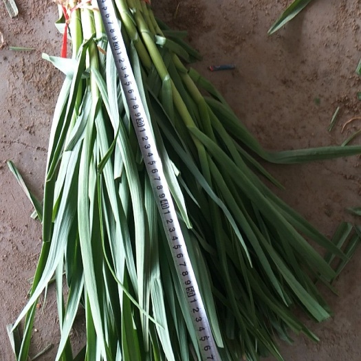 单县红根蒜苗 45 - 50cm 
