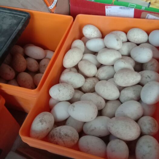 安阳县土鹅蛋 食用 散装 