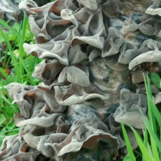 麻阳县湘西高山富硒冬木耳