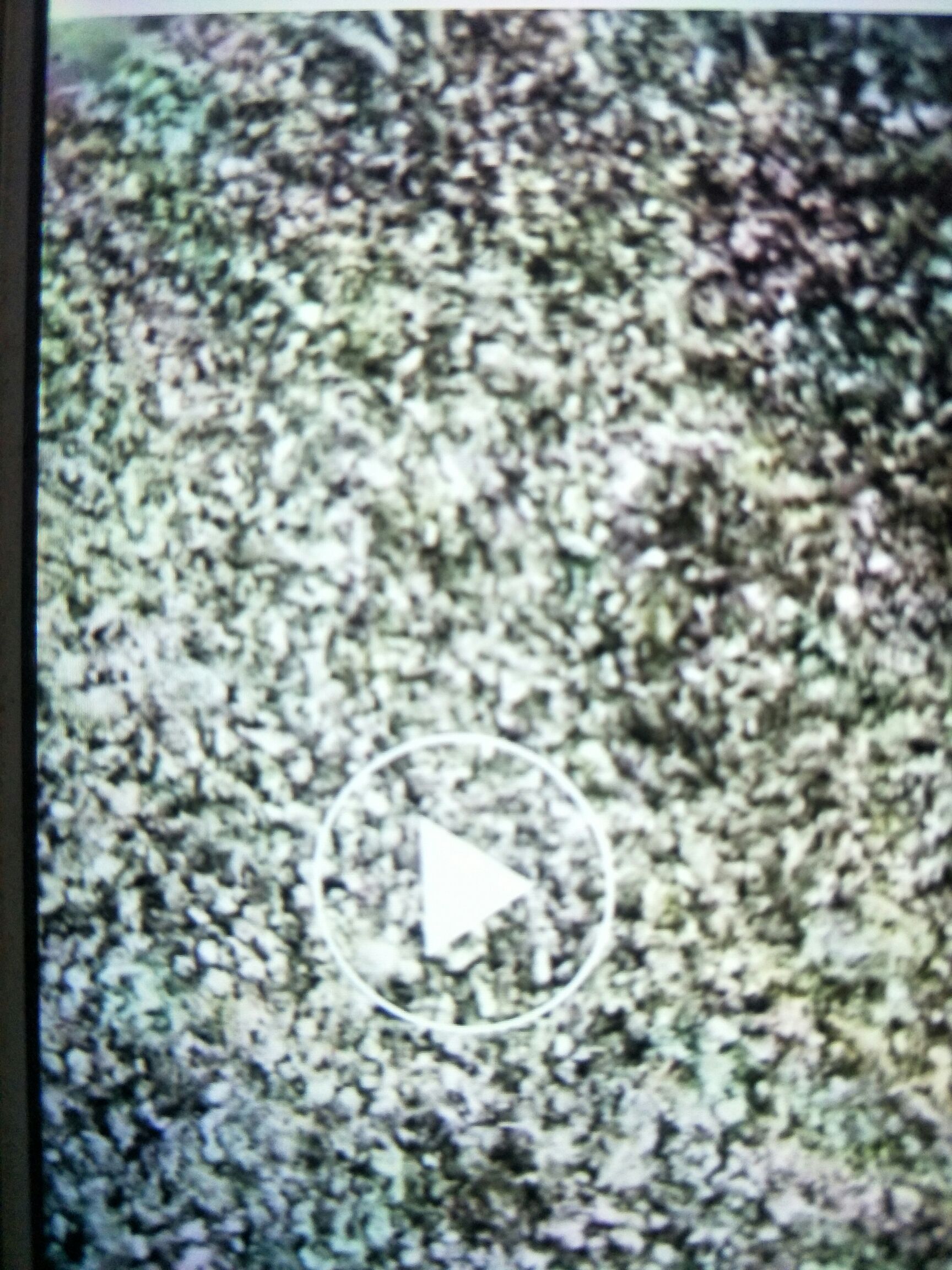 鸟粪 晾干鹌鹑粪