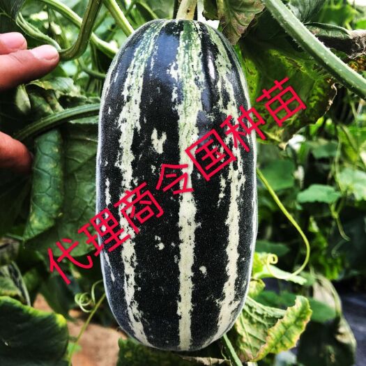 寿光市博洋9号甜瓜苗