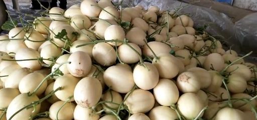 莘县瑞红香瓜 东方蜜