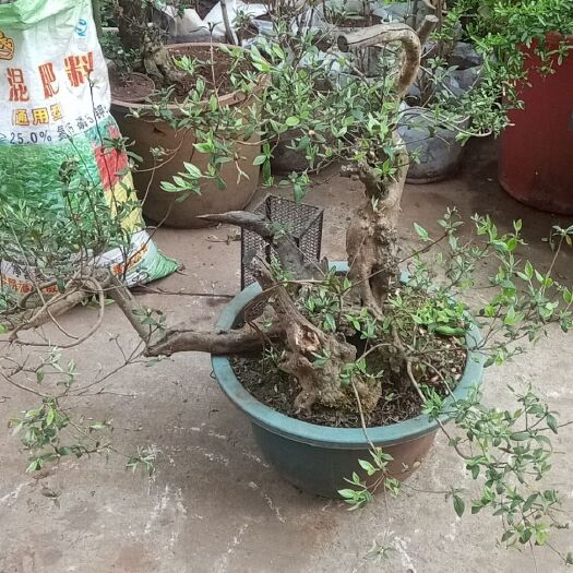 盘州市映山红 0.5~1米