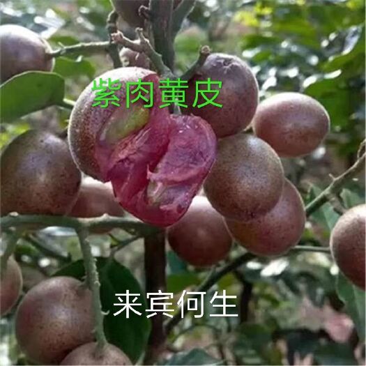 武宣县黄皮果苗  紫肉黄皮苗