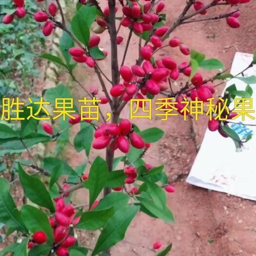 灵山县神秘果苗 神秘果。四季