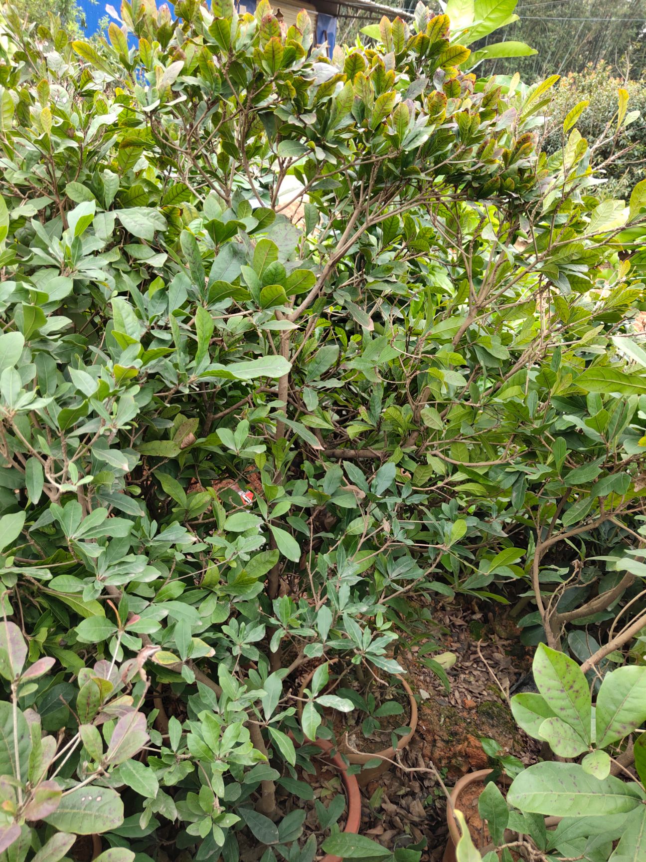 神秘果苗 神秘果树苗四季开花变味果庭院种植阳台盆栽