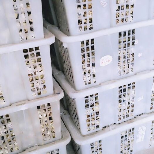 岳池县土鹌鹑蛋 食用 散装 