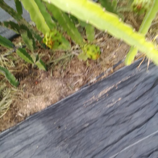 乐东县红皮红肉火龙果苗 