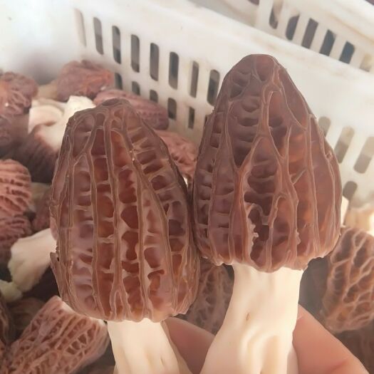 腾冲市羊肚菌 干货 3cm~6cm 尖顶 灰黑色 人工种植 