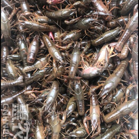 潜江市潜江小龙虾 6-8钱 人工养殖 