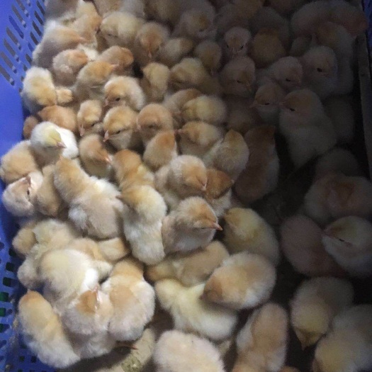 南宁三黄鸡苗 