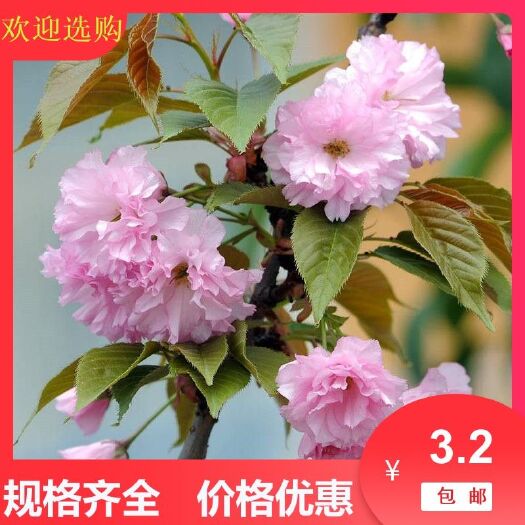 新沂市佳人  1.5~2米 4~6公分 樱花树苗早樱