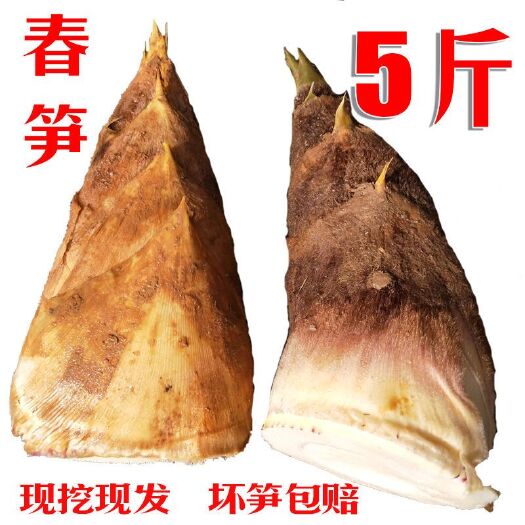 祁东县春笋 鲜笋 